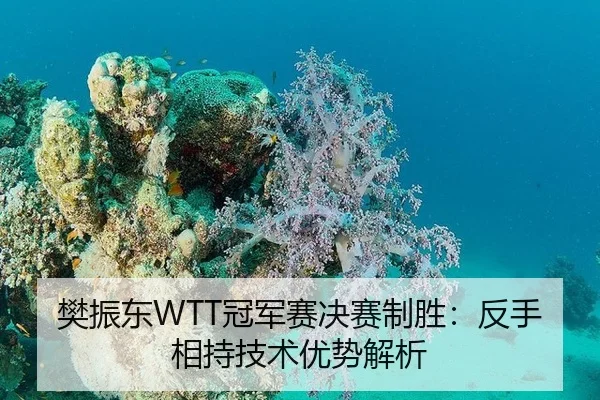 樊振东WTT冠军赛决赛制胜：反手相持技术优势解析